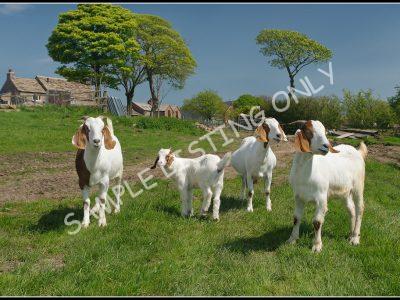 Kenyan Live Boer Goats