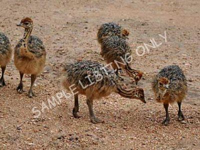Kenya Ostrich Chicks
