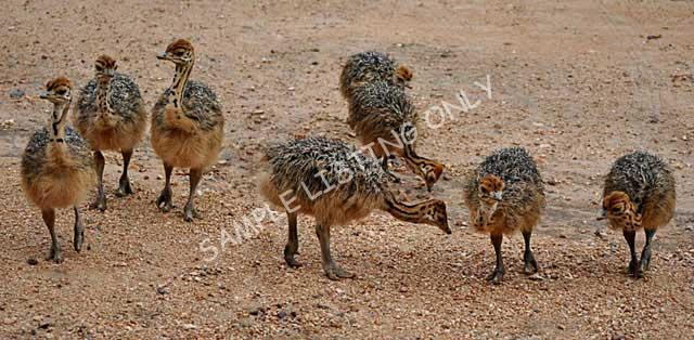 Kenya Guinea Fowls