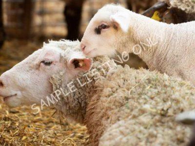 Healthy Kenya Sheep