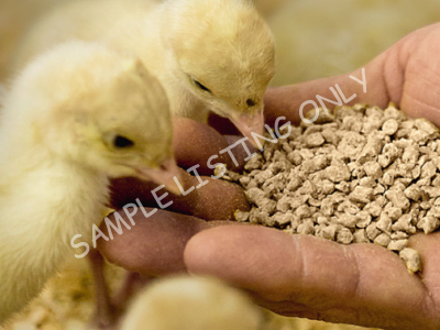 Kenya Layers (Poultry)