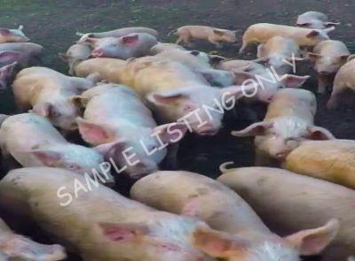 Kenya Healthy Pigs